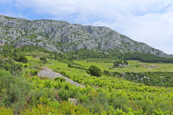 Dingač – Pristranj - photo 7