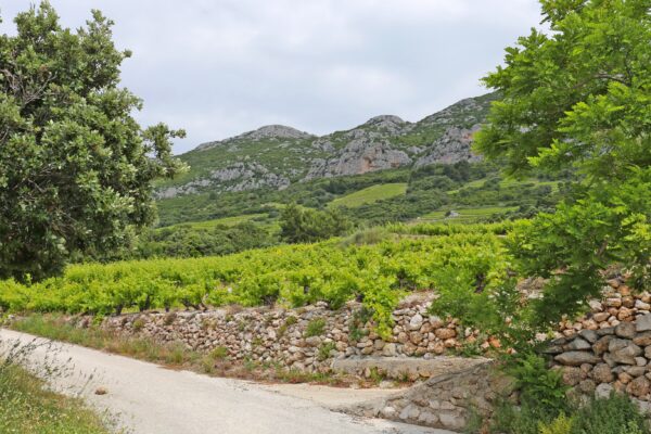 Dingač – Pristranj - photo 9