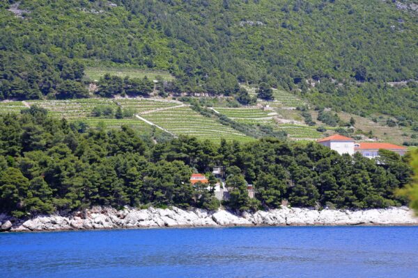 Trstenik - photo 17