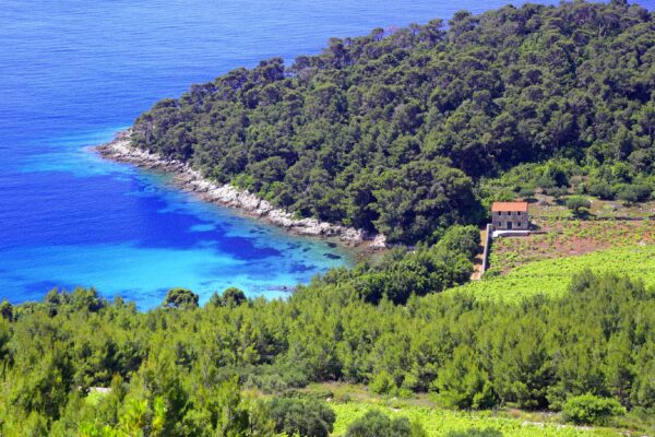 Trstenik - photo 8