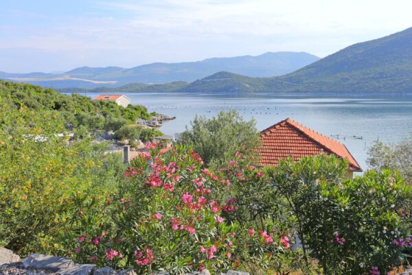Žuronja - photo 17