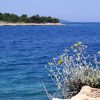 Bilo - photo 15
