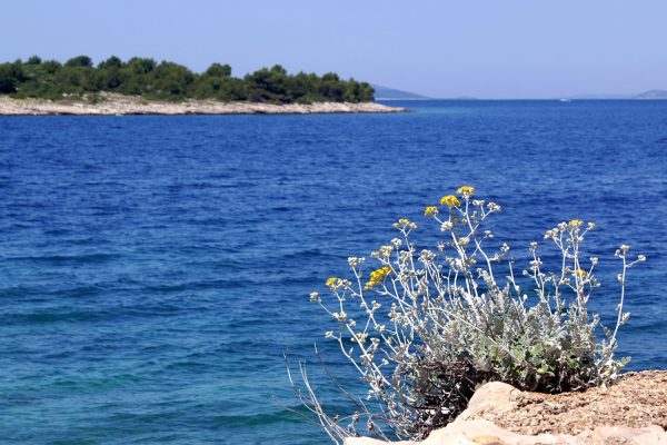 Bilo - photo 15