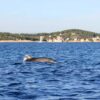 Prvić Luka - photo 10