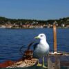 Prvić Luka - photo 16
