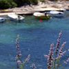 Kanica - photo 6