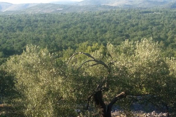 Sapina Doca - photo 2