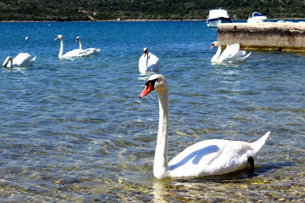 Pirovac - photo 13