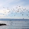 Podstrana - photo 9