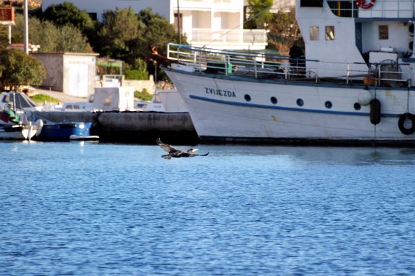 Vinišće - photo 11