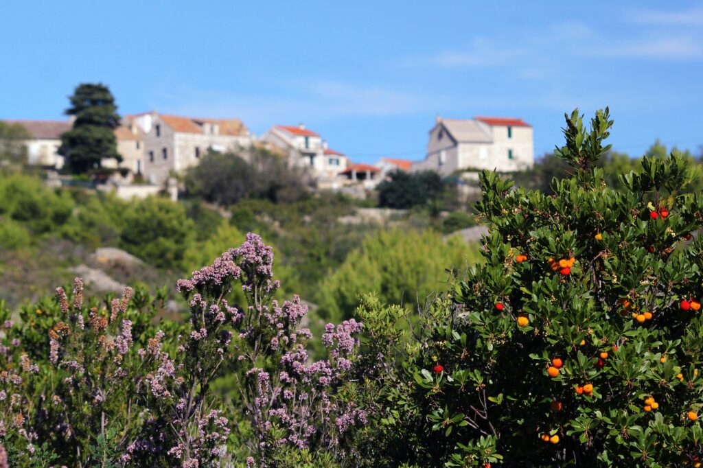 Dalmatia Vis Duboka Croatia