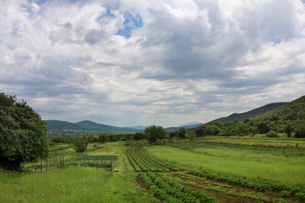 Dicmo - photo 3