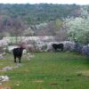 Dugobabe - photo 6