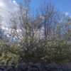 Gizdavac - photo 2