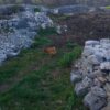 Gizdavac - photo 3
