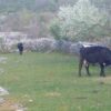 Gizdavac - photo 4