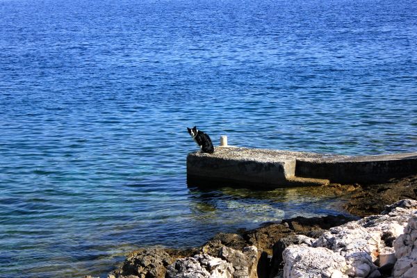 Pasjak – Telašćica - photo 56