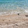 Ripišće - photo 11