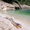 Divja - photo 9
