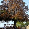 Grožnjan – Bijele Zemlje - photo 24