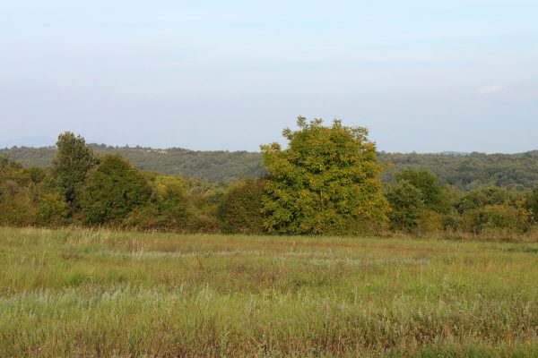 Milinki - photo 4