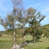 Momjan - photo 10