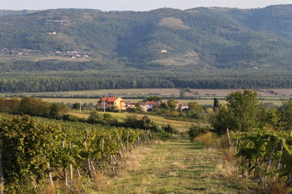 Motovun – Bataji - photo 3
