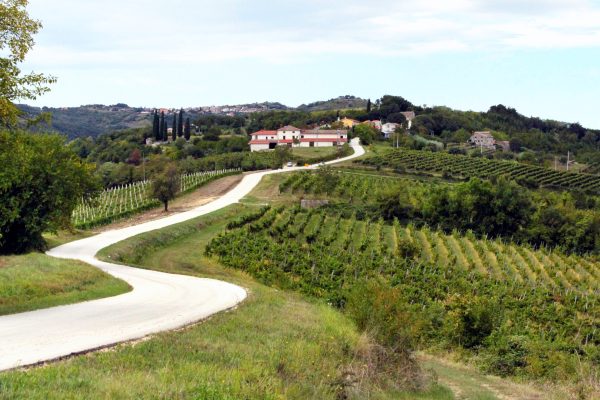 Motovun – Brkač - photo 2