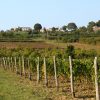 Motovun – Brkač - photo 4