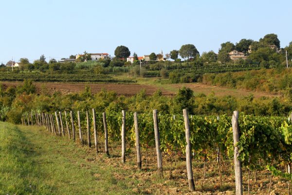 Motovun – Brkač - photo 4