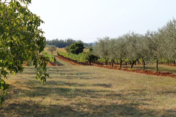 Stancija Koči - photo 3