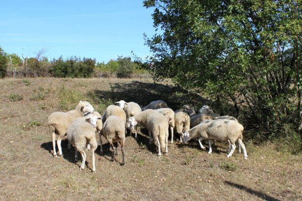 Šumber - photo 9