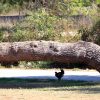Valbandon - photo 14