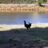 Valbandon - photo 15