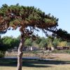 Valbandon - photo 20
