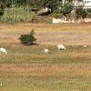 Valbandon - photo 9