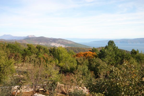 Junac - photo 2