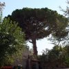 Dajla - photo 17