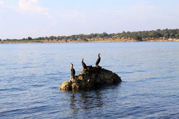 Dajla - photo 20