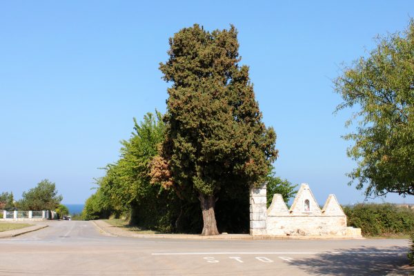 Mareda - photo 2