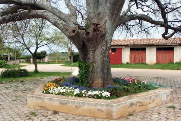 Červar - photo 5