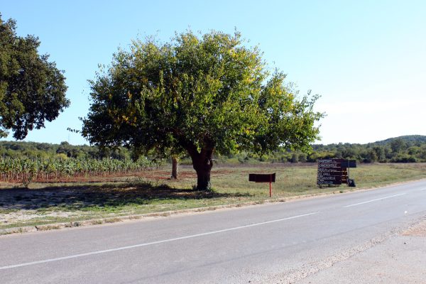 Flengi - photo 2