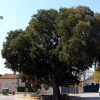 Vabriga - photo 11
