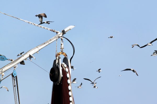 Rovinj - photo 34
