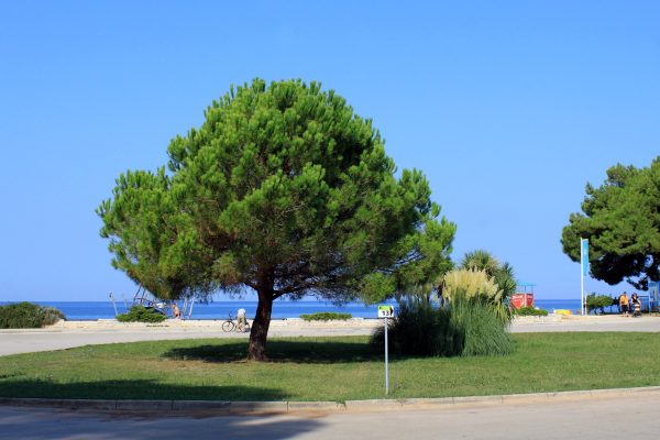 Bašanija - photo 3