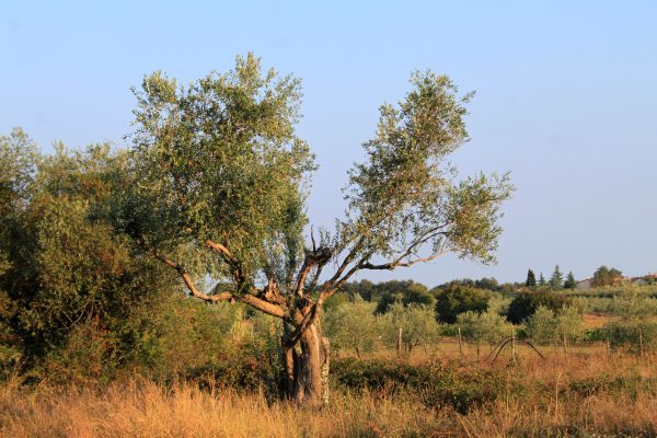 Čepljani - photo 1