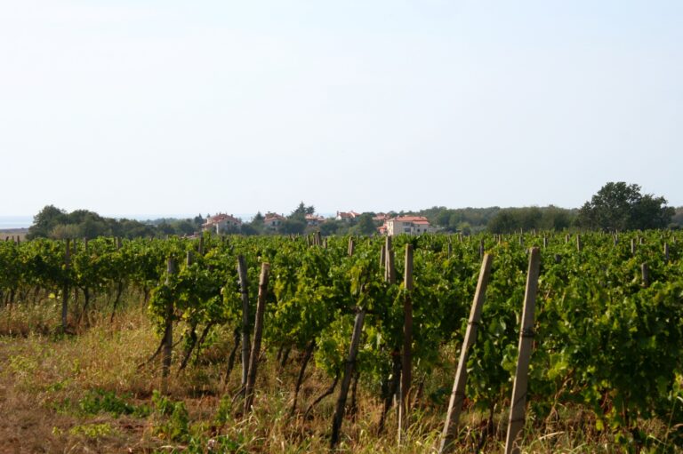Rožac