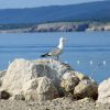 Crikvenica - photo 10