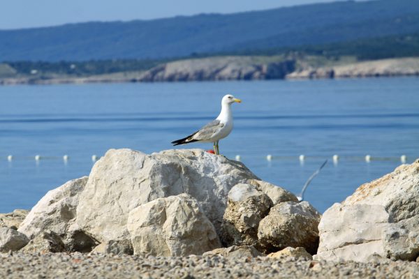 Crikvenica - photo 10