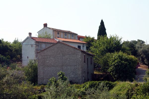 Tribulje